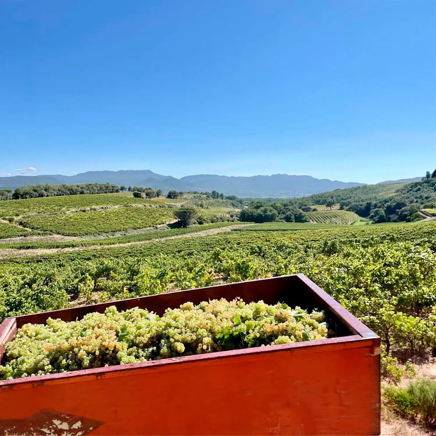 Domaine des Escaravailles - La Galopine 2025 -  - Rebel Vin