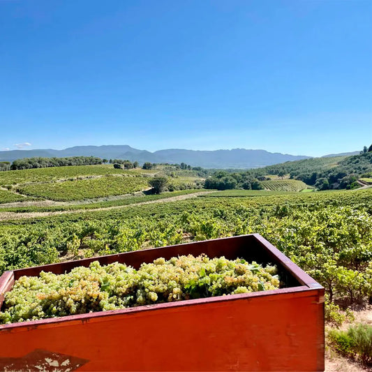 Domaine des Escaravailles - La Galopine 2025 -  - Rebel Vin