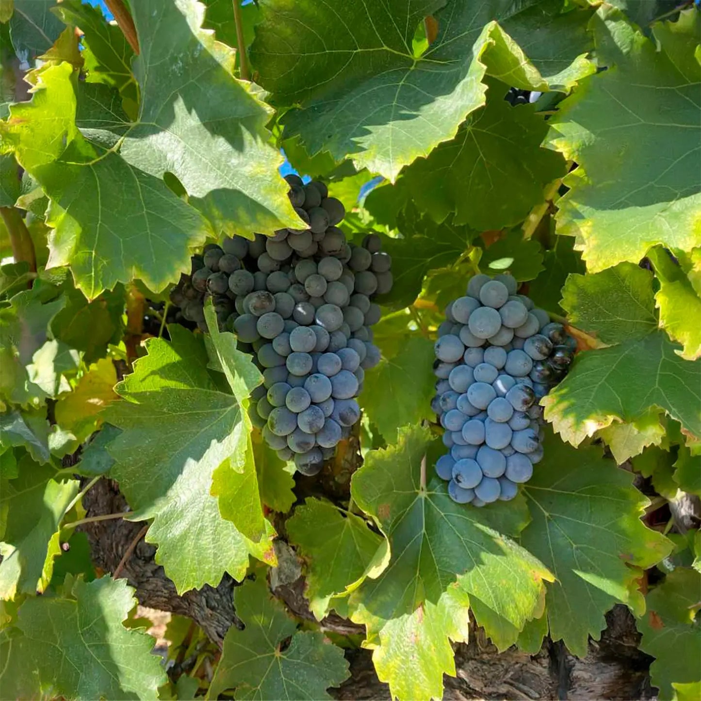 Domaine des Escaravailles - La Ventabren 2022 -  - Rebel Vin