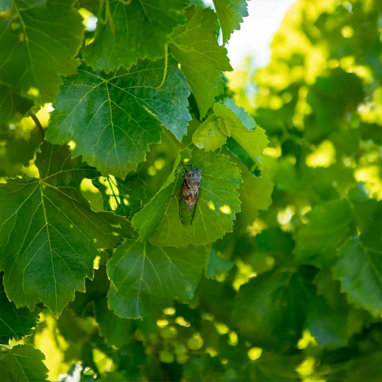 Domaine des Escaravailles - Le Petit Scarabée 2025 -  - Rebel Vin