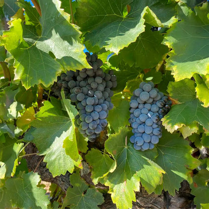 Domaine des Escaravailles - Les Coteaux 2021 -  - Rebel Vin