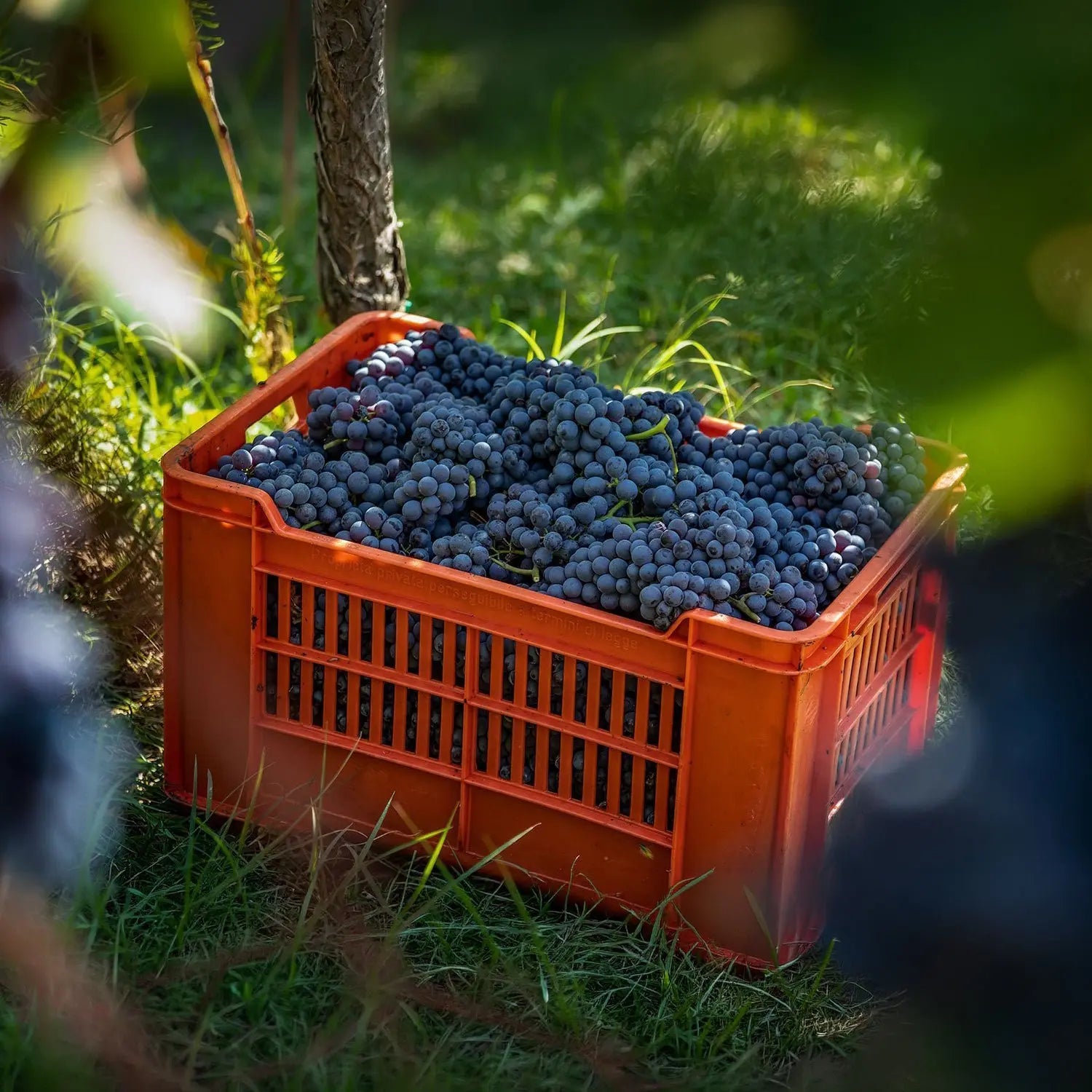 Le Ginestre - Barbera d'Alba 2023 -  - Rebel Vin