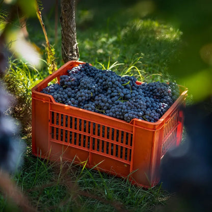 Le Ginestre - Barbera d'Alba 2023 -  - Rebel Vin