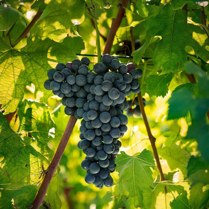 Le Ginestre - Langhe Nebbiolo 2021 -  - Rebel Vin