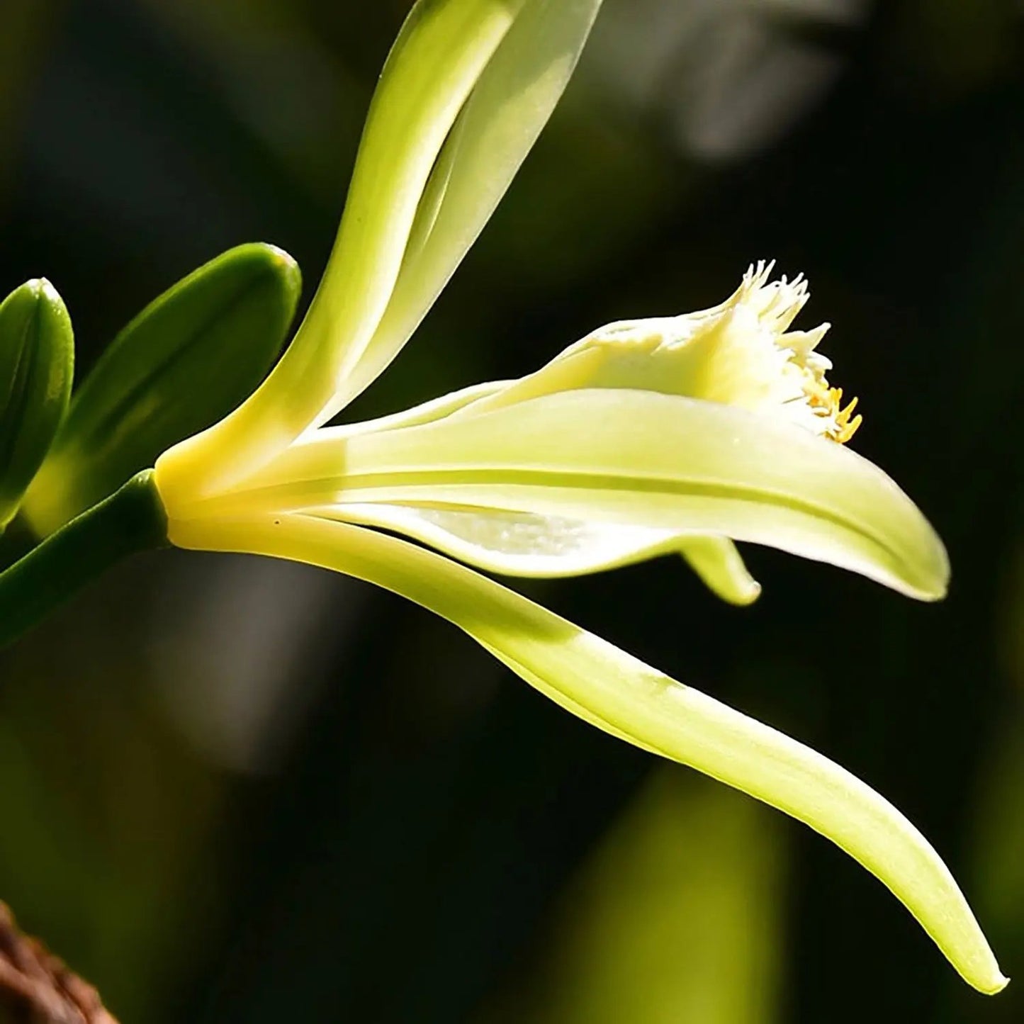 Valrhona x Norohy - Vanilla Tahiti Valrhona x Norohy -  - Rebel Vin